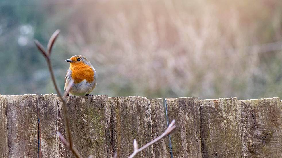 robin redbreast